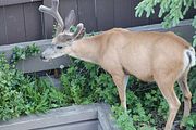 193 - Banff,Lake Louise,Morraine Lake  - IMG_0853